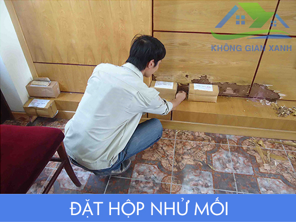 Đặt hộp nhử mối