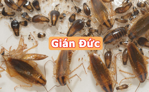 Diệt gián Đức tại Thanh Hóa