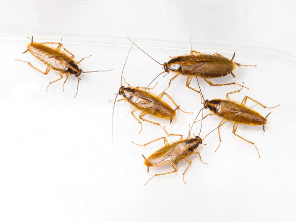 Diệt gián Đức