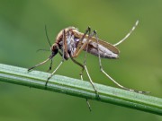 Có nên sử dụng dịch vụ diệt côn trùng trọn gói không?