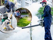 Tại sao nên sử dụng dịch vụ diệt côn trùng Không Gian Xanh