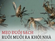 Mẹo hạn chế muỗi tại nhà