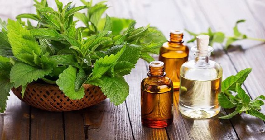 tinh dầu đuổi muỗi