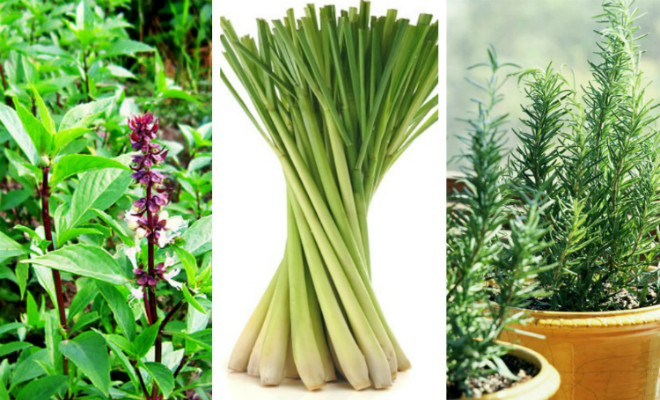 cây trồng đuổi muỗi